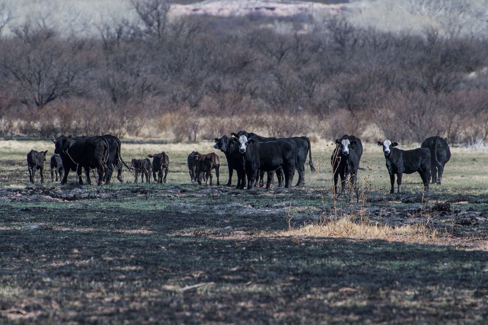 Trespassing cattle
